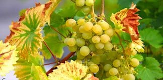 MERIAVINO: Multiscale Sensing for Disease Monitoring in Vineyard Production