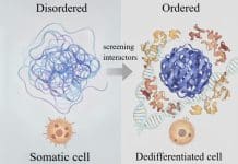 Υπολογιστικές μέθοδοι για τη μελέτη της κυτταρικής αποδιαφοροποίησης